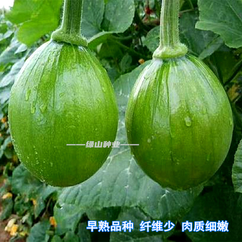 无蔓一号南瓜种子磨盘甜面甘绵蜜本高产土南瓜籽农家大田蔬菜孑春 无
