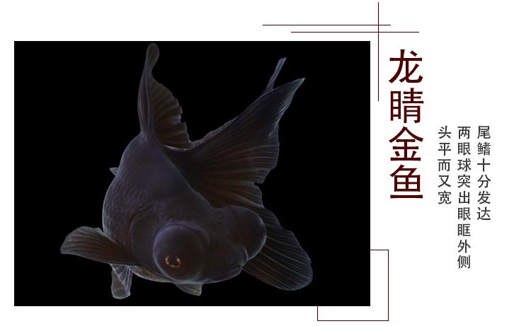 佳宝金鱼活体金鱼活鱼观赏鱼淡水鱼冷水鱼小型鱼苗锦鲤