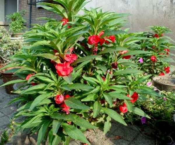 重瓣鳳仙花學生實踐課花卉種子套餐植樹節種植幼兒園小學波斯菊籽20克