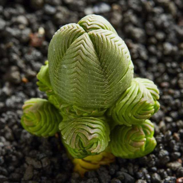 方塔多肉植物盆栽西之塔组合套餐天科锁龙属肉肉植物花卉绿植盆栽方塔