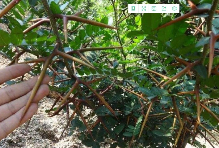 大刺皂角樹苗皂角樹綠化皂莢樹苗盆栽地栽皂角樹苗庭院皂角苗 皂角樹1