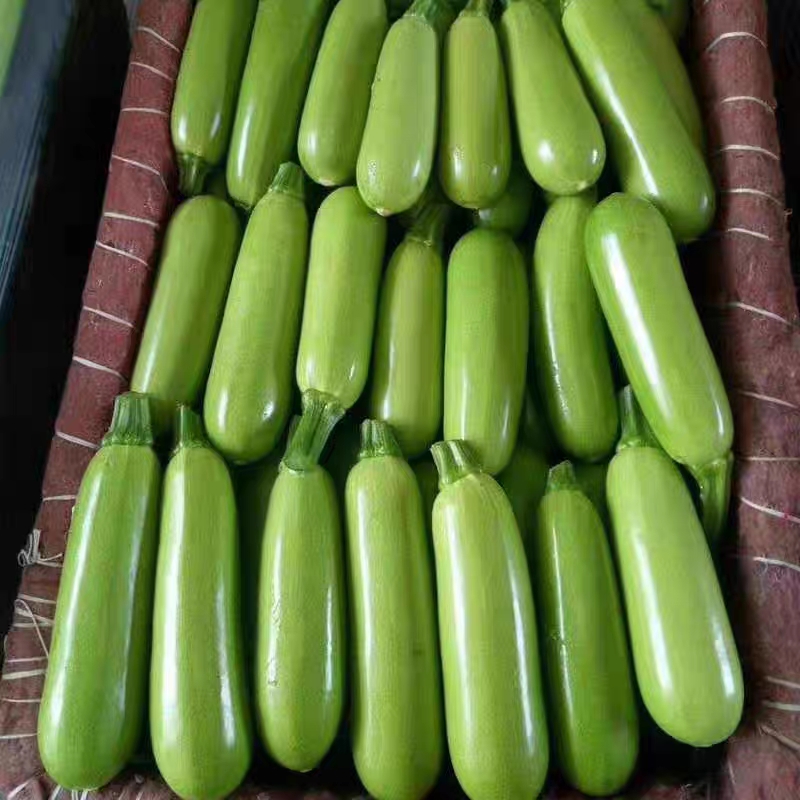 特西葫芦种子占瓜春秋冬季种植孑高产易种植盆栽茭瓜种菜种籽 碧绿