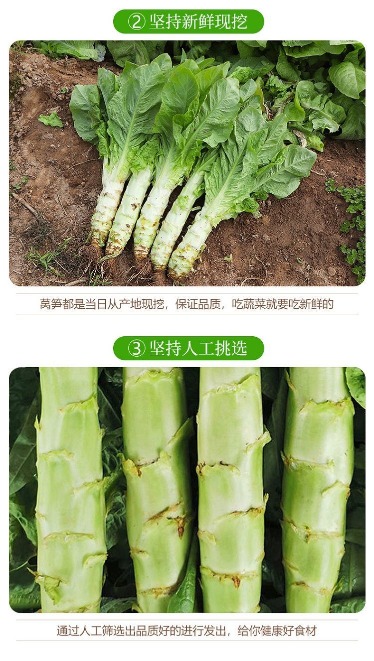 48小时发货现摘新鲜莴笋农家自种凤尾青笋香莴笋四川现发青皮莴笋时令