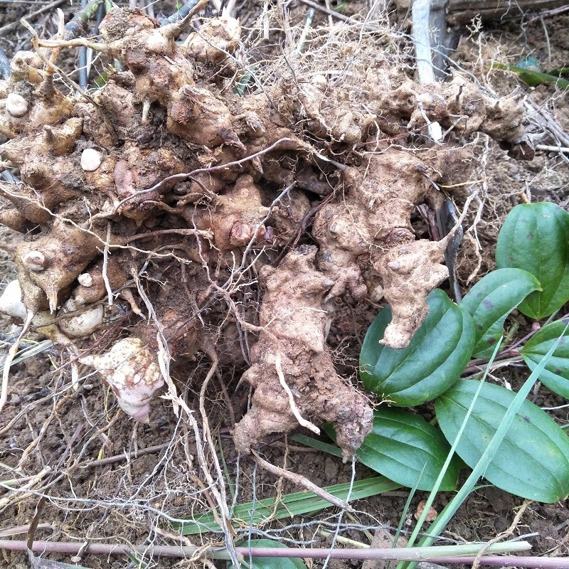 伟博中草药正宗新鲜菝葜根金刚藤金刚刺乌鱼刺铁菱角铁刺苓500g图片色