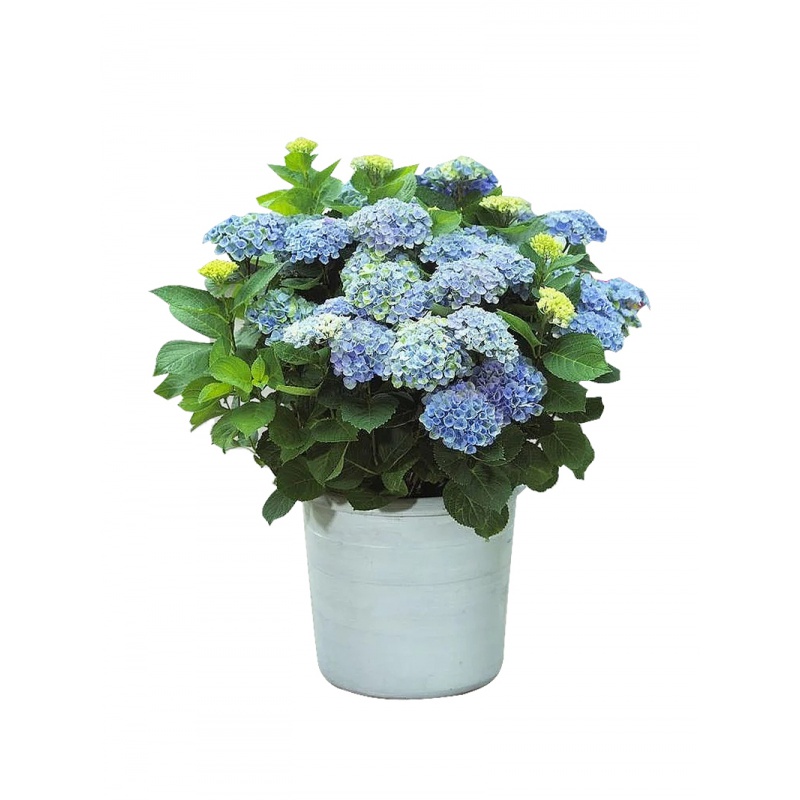 绣球花苗盆栽无尽夏八仙花大苗带花易爆盆阳台庭院花卉绿植 蒂亚娜(1