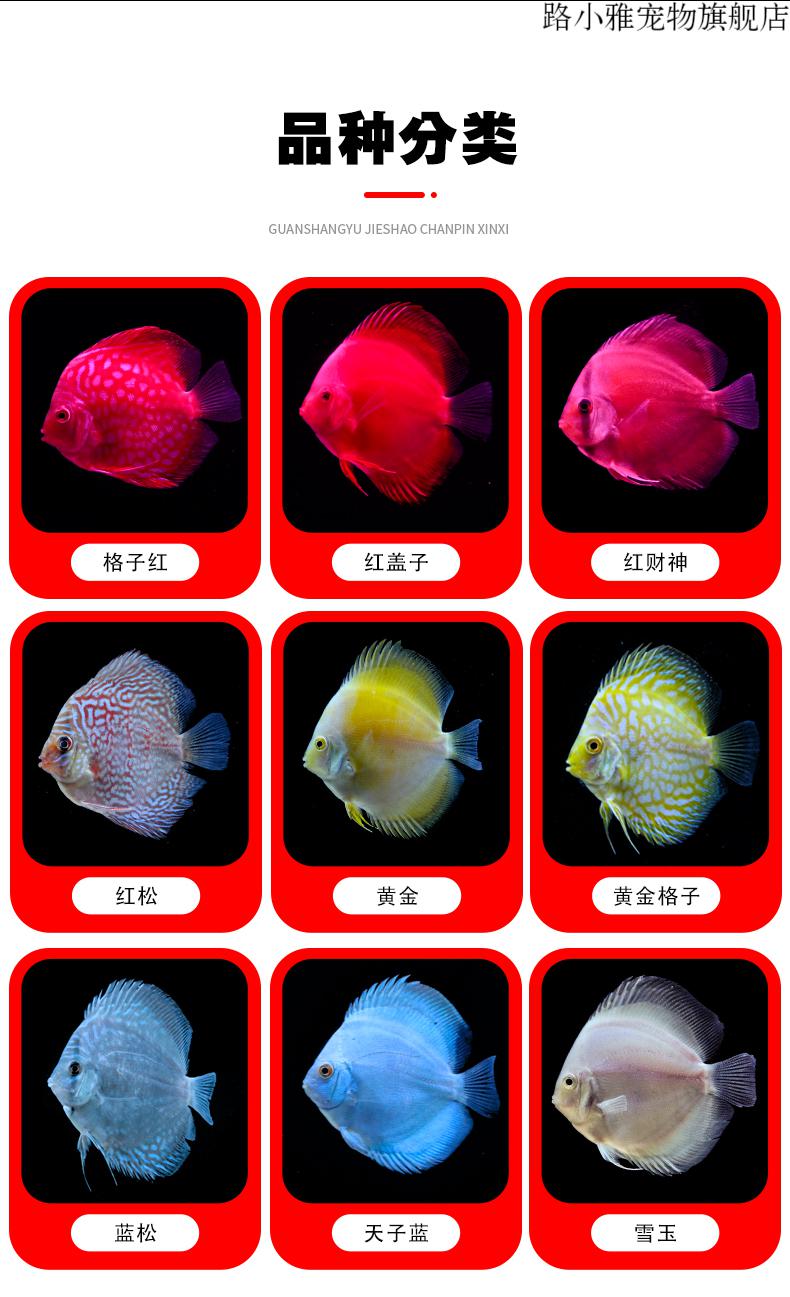 七彩鱼图片品种大全图片