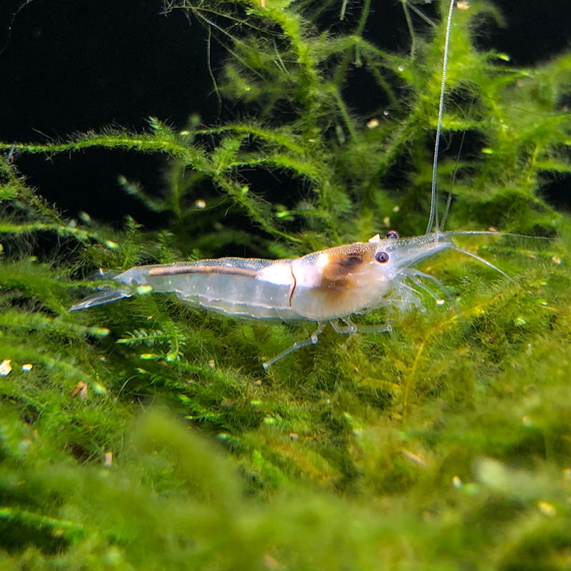 观赏虾活体黑壳虾除藻清洁工具草缸虾水晶樱花极火琉璃雪球虾套餐