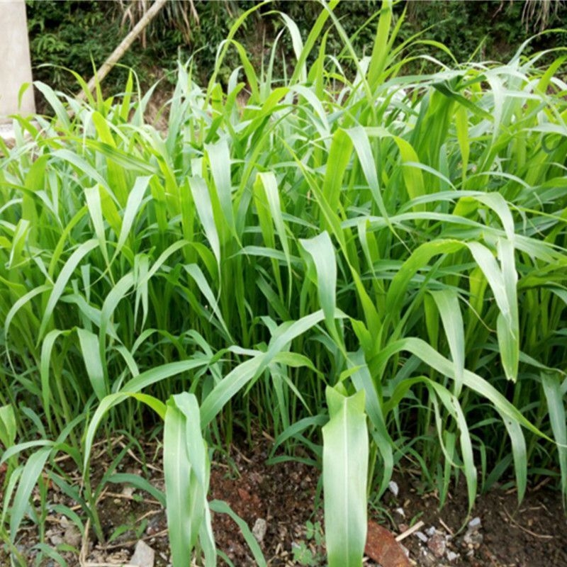 高丹草種子進口牧草糖王草種養殖豬牛羊魚雞鴨鵝高產牧草種籽進口高丹