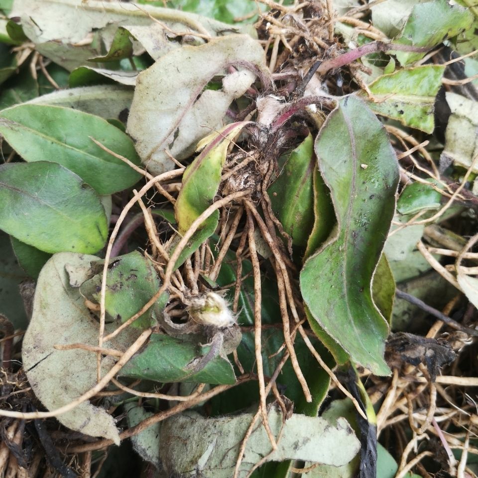 贵州草药新鲜毛大丁草 中药原材料兔耳风小一支箭一柱香扑地香500g克