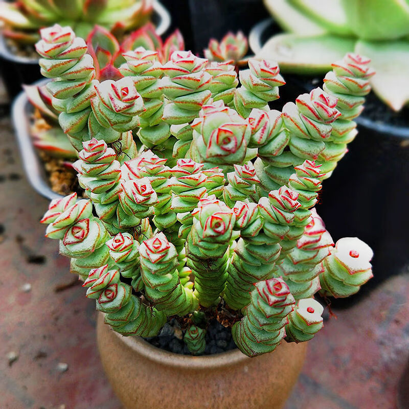 磐阙 商品名称:新品钱串子钱多多招财串子多肉植物新玉坠小米星群生