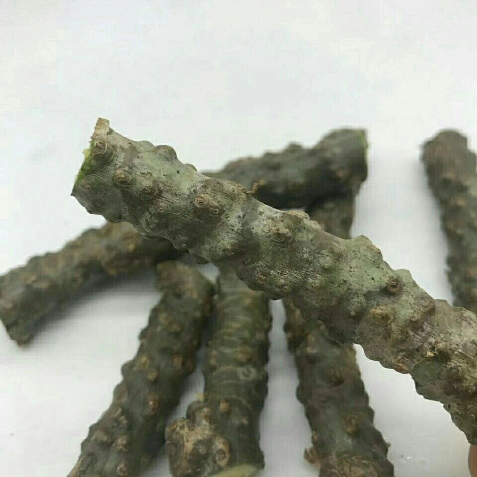 【年货节预热】云南材 黑苦藤 苦藤 大苦藤 新鲜 干品 一手云南直发