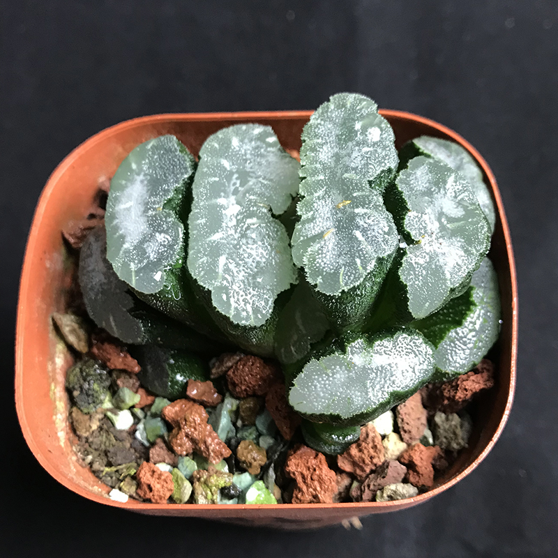 猛犸玉扇大窗十二卷瓦苇属多肉植物周正窗透纹路佳优 猛犸玉扇6-7cm