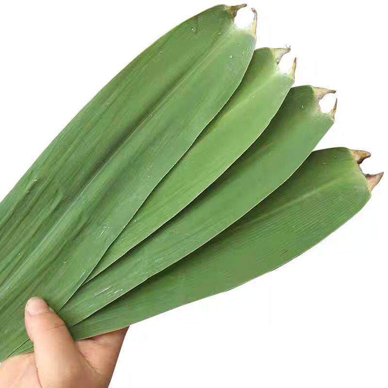 适用于苏北骆马湖现摘新鲜野生芦苇叶天然粽子叶粽叶端午节包粽子100