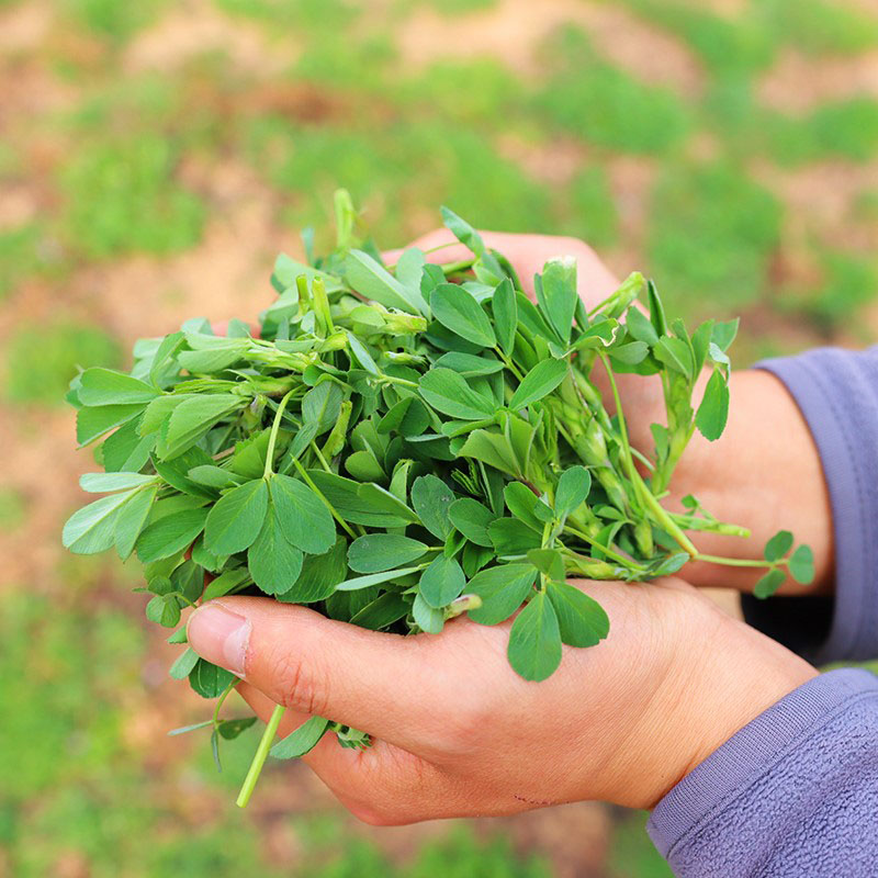 (顺丰)新鲜苜蓿菜 苜蓿芽头茬现摘现发苜蓿嫩芽 3斤