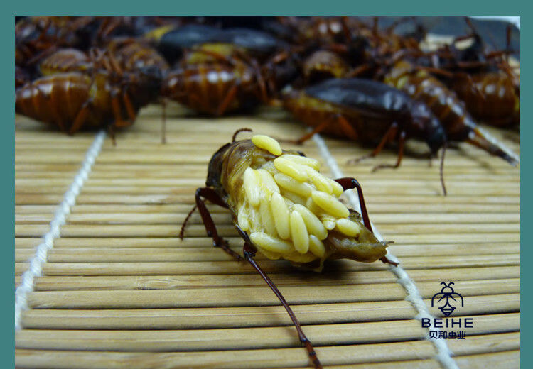 有仁堂沂蒙特产山山牛山水牛食用昆虫山虫牛公母水牛子生鲜冷冻运输