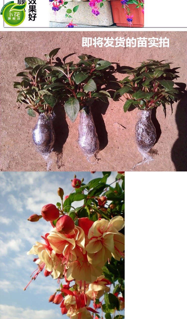 汉柠倒挂金钟花苗盆栽灯笼花盆栽花卉观花植物带花四季开花发货小苗