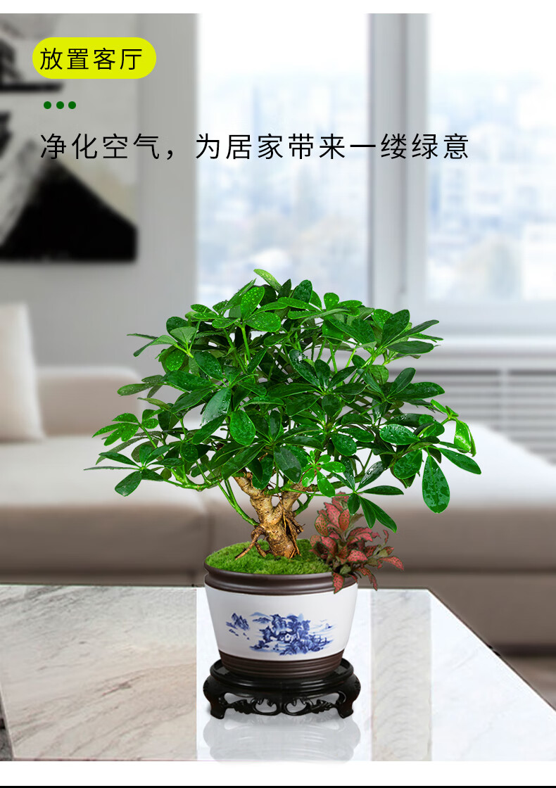 麦桑荷七叶莲招财树植物盆栽生肖老桩盆景客厅水好养鸭脚木室内绿植