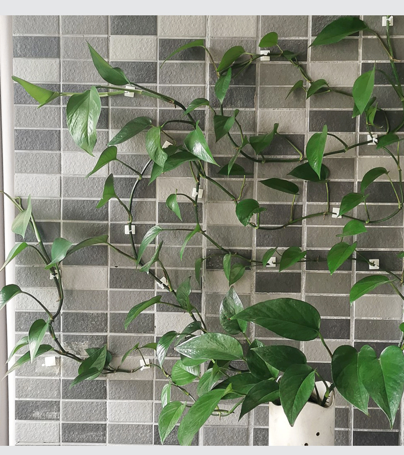 绿萝绿植爬墙固定神器无痕家用扣攀爬室内蔓藤植物墙上挂钩 大号100个