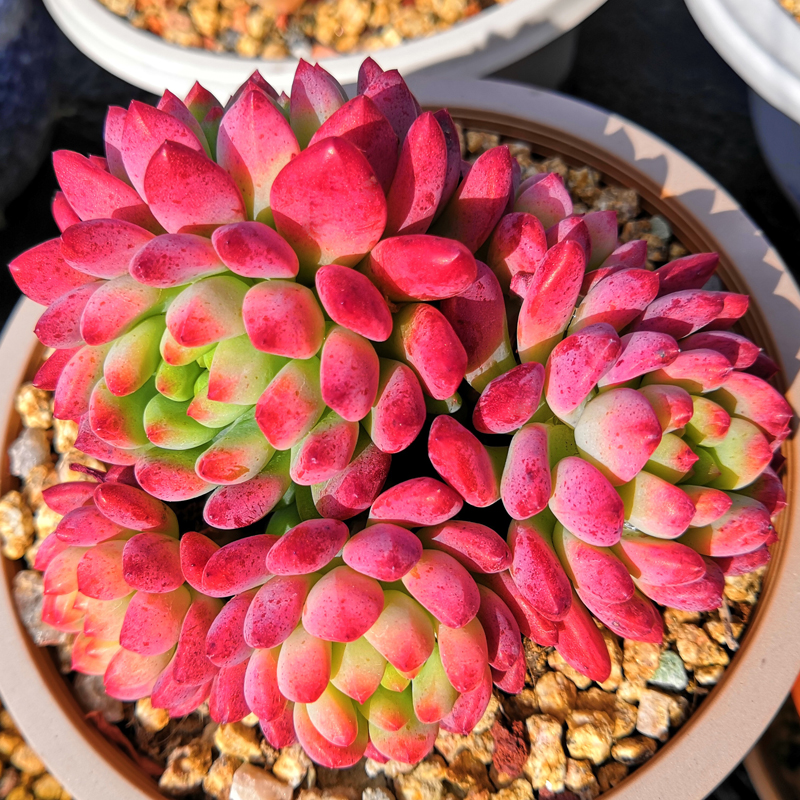 园艺多肉植物清棚小贵货彩色钱串办公室内老桩稀有新款 彩色赤豆7cm