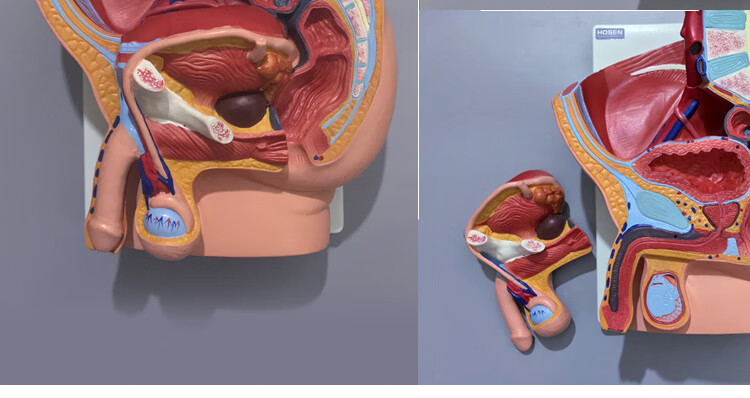 妇产科教学模型 男性女性生殖系统模型矢状解剖面盆腔结构造妇产科