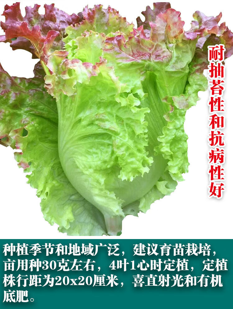 羅馬紫翠紫色生菜種子意大利春夏秋季播種奶油生菜沙拉菜蔬菜種子 半