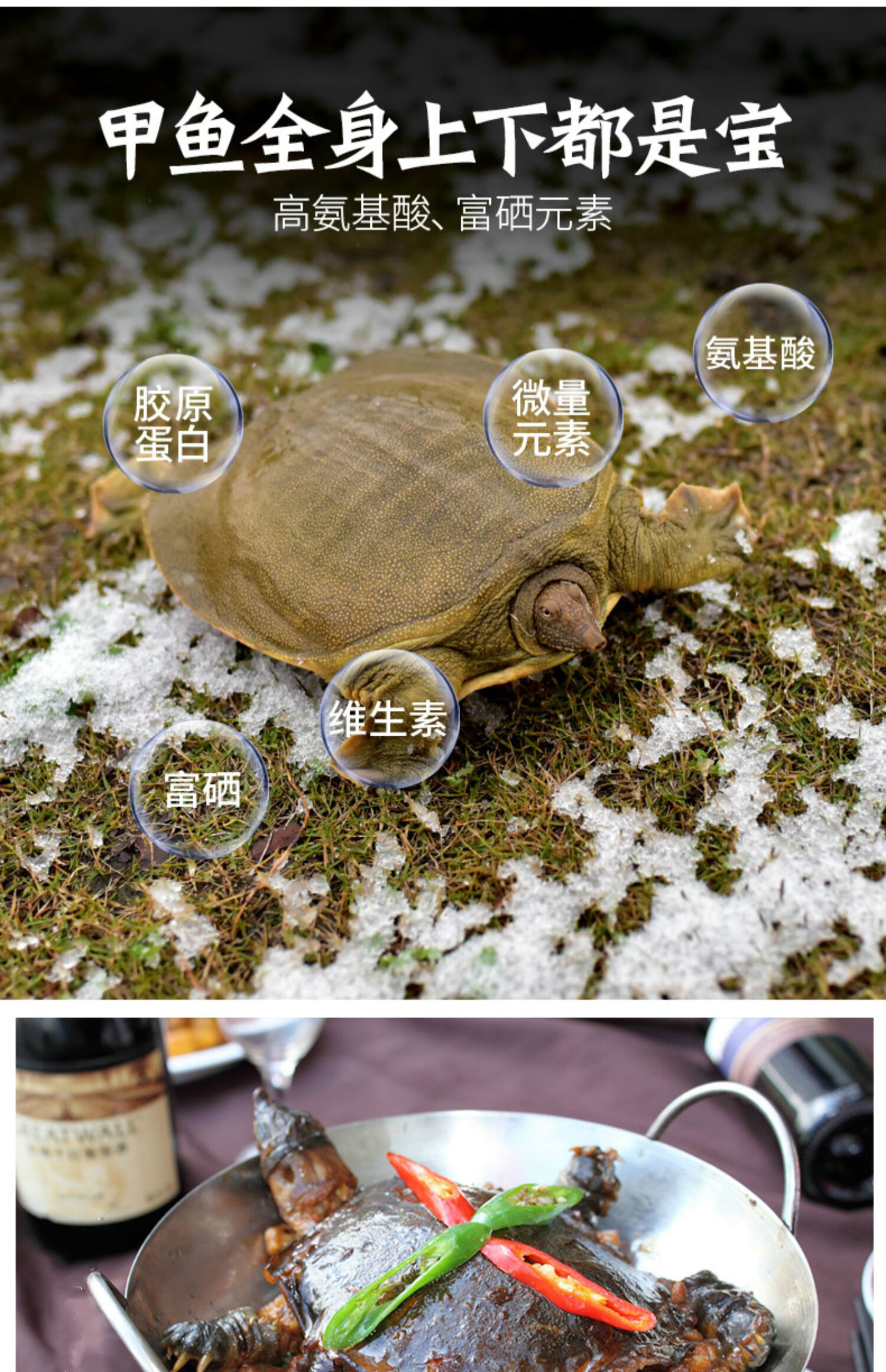 生态外塘大甲鱼活鲜母野外放养鳖生长甲鱼水鱼团鱼王八青黄1100g