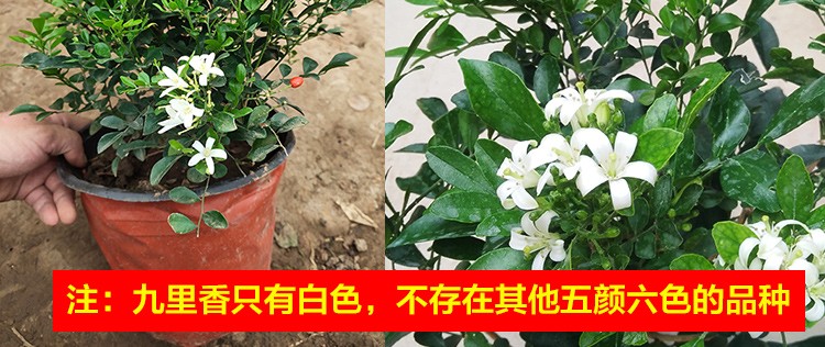 防蚊驅蟲九里香盆栽綠植花卉室內外陽臺客廳栽種當年開花常綠濃香型