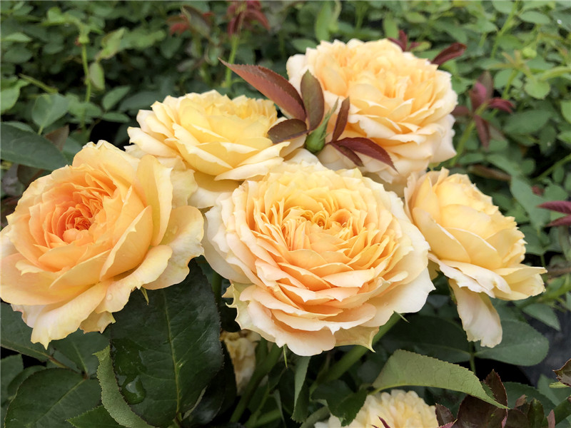 古董焦糖灌木月季欧月古董系列阳光天鹅古董浪漫焦糖庭院玫瑰花苗 先