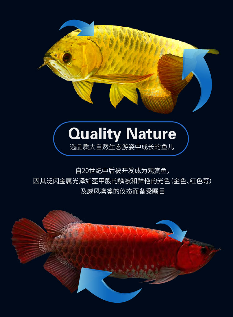 星馬泰紅龍魚苗活體24k金頭過背金龍魚活魚銀龍魚超血辣椒練手大型龍