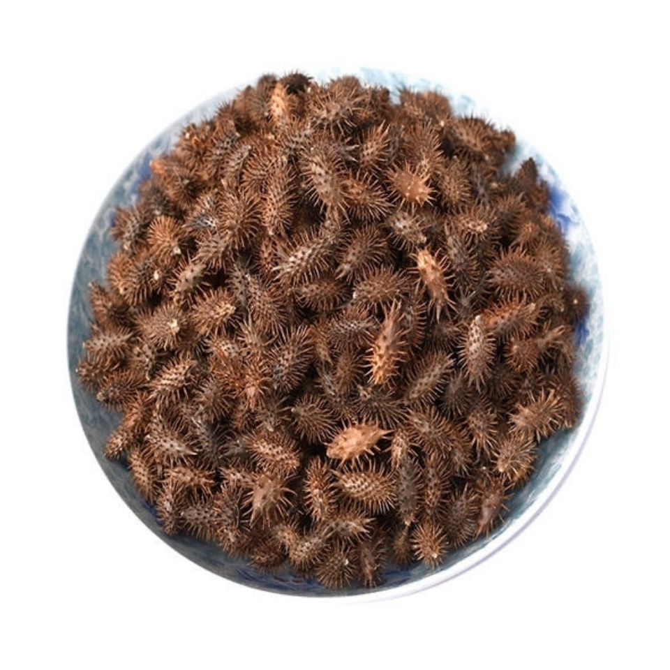 万花草苍耳子 成熟带刺苍耳鼻塞流鼻涕炒苍耳子 苍耳粉中药材泡脚 粉