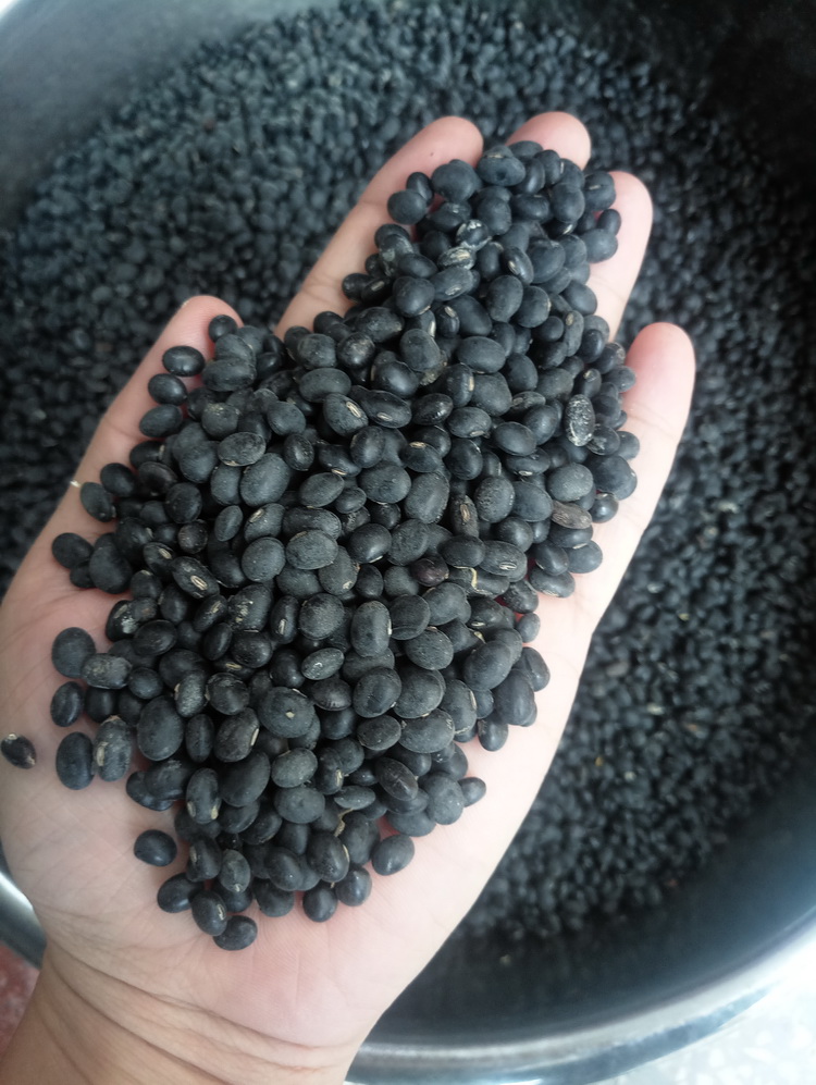 3斤 2020新货黄芯小黑豆农家自产用黄心五谷杂粮黄仁非转基因绿