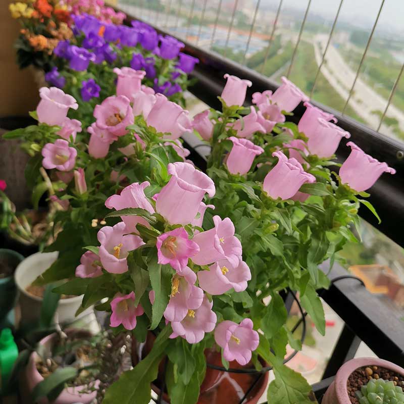 大花灯笼花铃铛花阳台窗台网红花卉风铃草植物铃兰 粉色【1加仑】 含