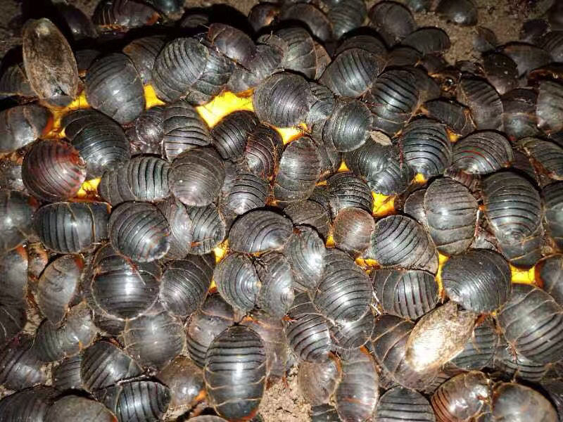 活土元活体土元虫种卵地鳖虫药食两用骨折偏方中药材土鳖500g 1500g活