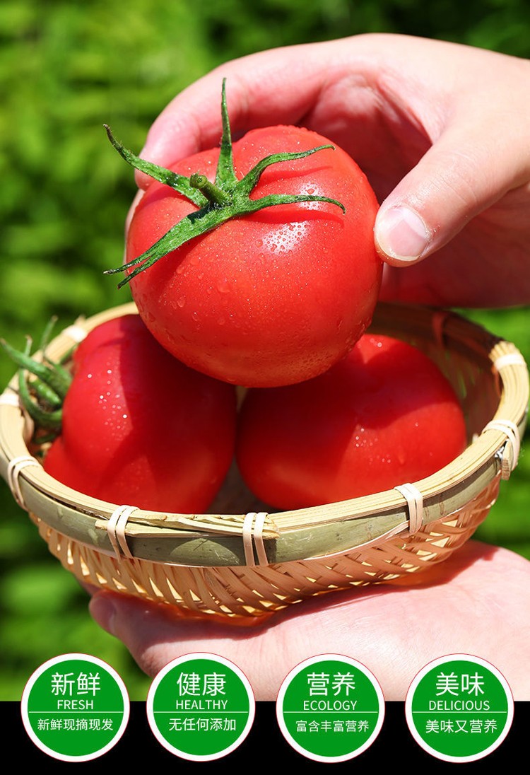 番茄露天沙瓤西红柿普罗旺斯水果西红柿农家自种大番茄时令现摘蔬菜