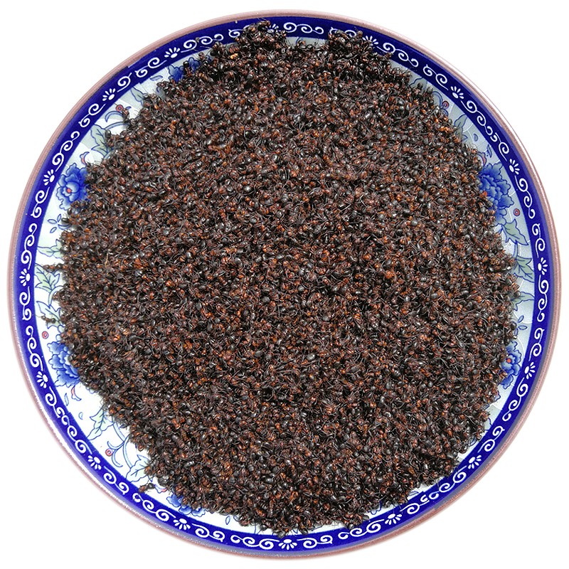 正宗长白山野生红蚂蚁新鲜500克 个大干净新货泡酒料 这个货真好