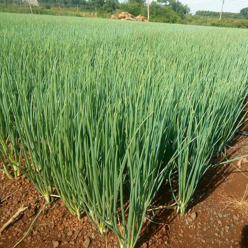 四季小葱种子苗小香葱种籽阳台室内盆栽种葱苗蔬菜孑家庭菜籽 小葱