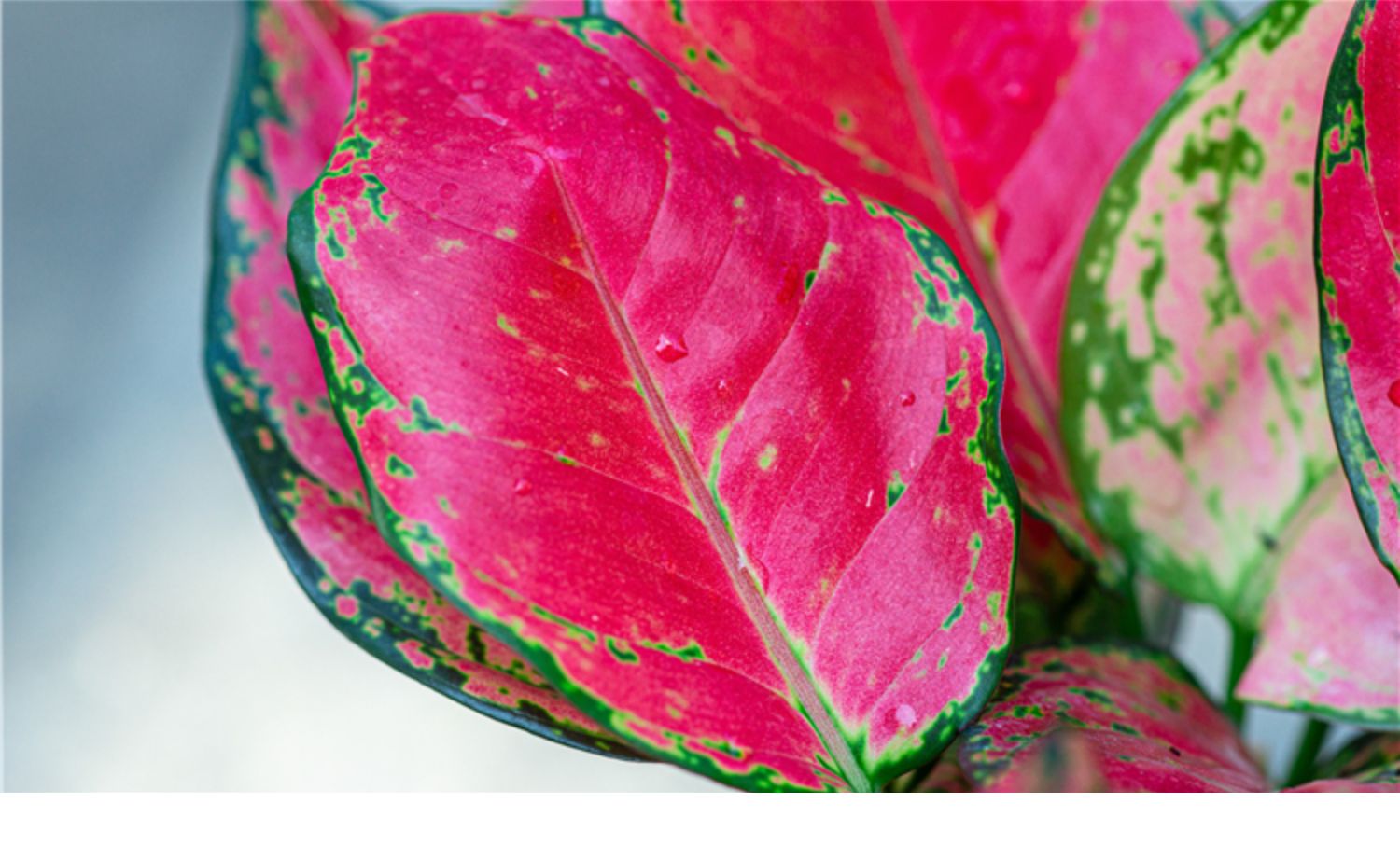 吉利红如意皇后盆栽室内客厅办公室观叶植物红色叶子花卉喜庆绿植