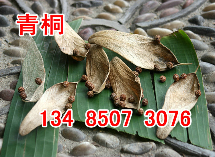 新采收青桐种子青桐树种青皮梧桐树种法桐种子油桐海桐籽蓝花泡桐籽