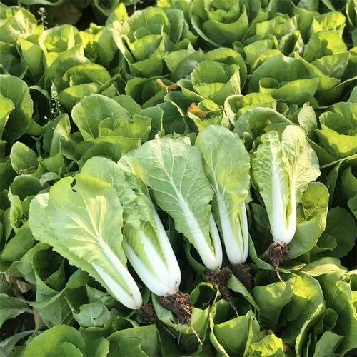 易种四季奶油小白菜种子 蔬菜种子小青菜籽 阳台庭院种菜家庭盆栽 四