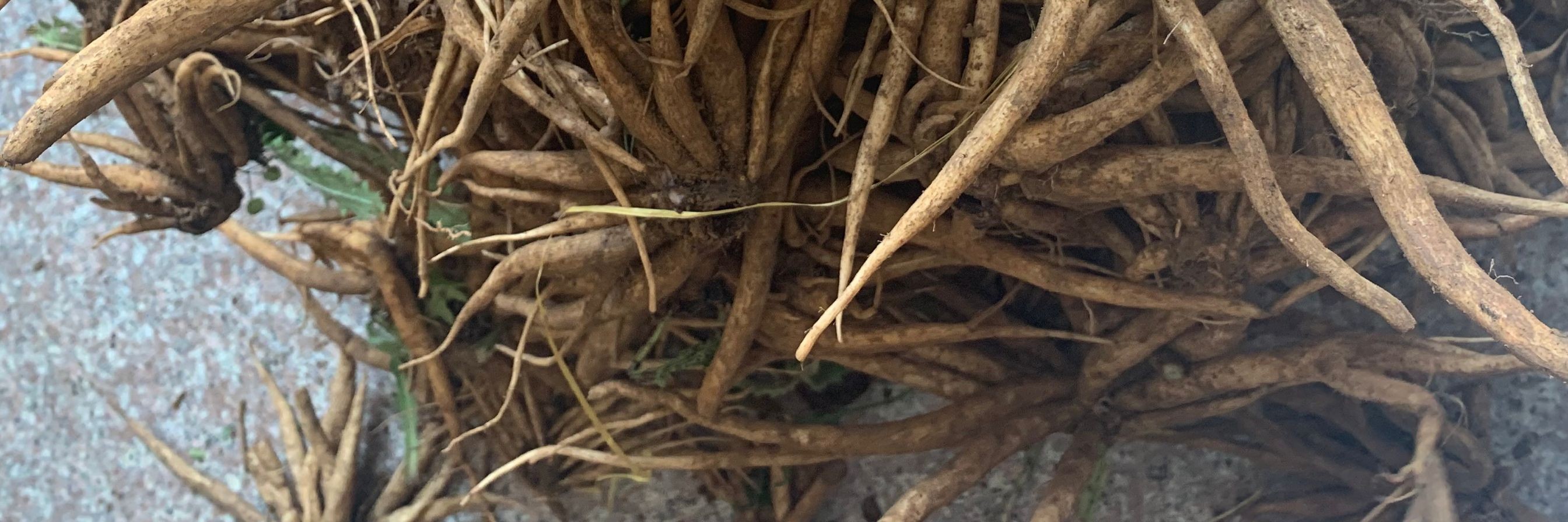 新货官方旗舰新鲜大蓟根农家现挖刺儿菜虎蓟刺蓟500克炖汤中药材优选