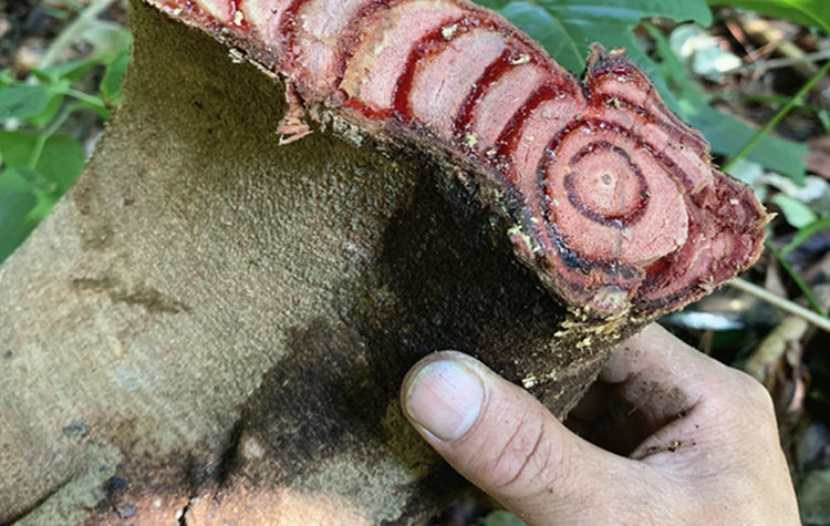 鸡血藤中材鸡血藤密花豆农村山区现采原料泡酒泡脚500g 干品2斤装