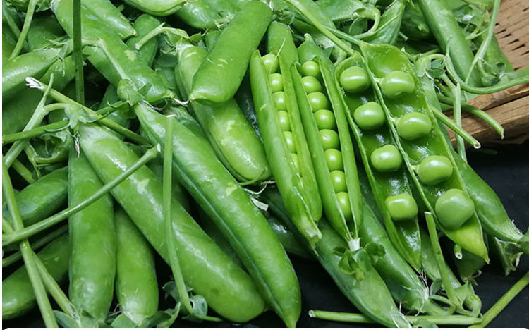 云南豌豆新鲜青豌豆带壳生甜豌豆批发蔬菜大全新鲜蔬菜炒肉嫩豌豆带箱