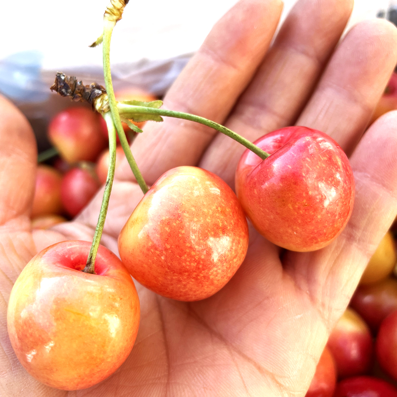 进口黄金车厘子雷尼尔顺丰空运多地次日达黄樱桃礼盒装新鲜孕妇水果