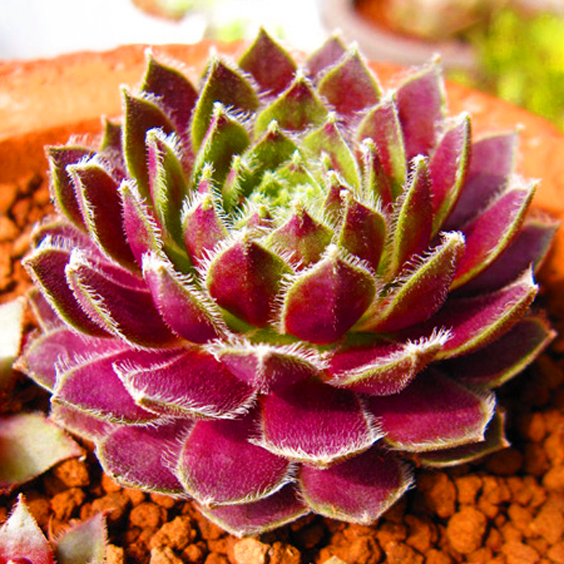 观音莲多肉植物长生草系办公室稀有红爪火祭蓝鸟超大罕见绿植盆栽西瓜