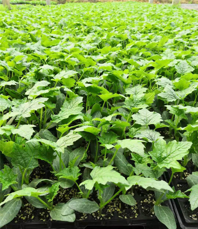 蔬菜种苗辣椒苗圣女果苗西红柿番茄苗黄瓜苗丝瓜苗西瓜苗带土发货 紫