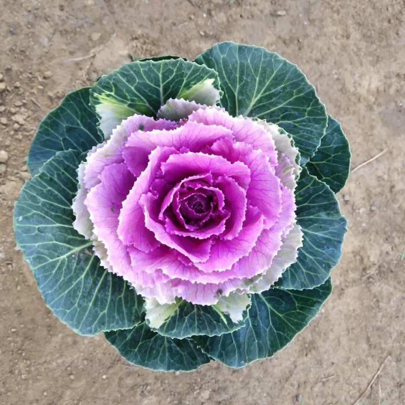 羽衣甘蓝苗花卉绿植盆栽阳台室外节日摆放观赏耐寒植物苗圃直销 紫红