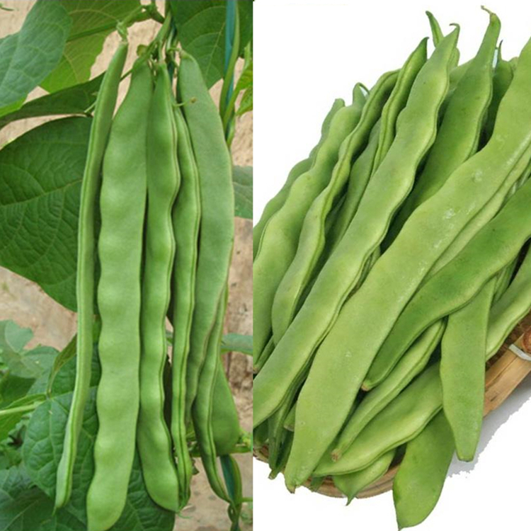 宽扁王高产四季豆种子孑抗病扁豆角种孑芸豆架豆春夏秋季播菜种籽四川
