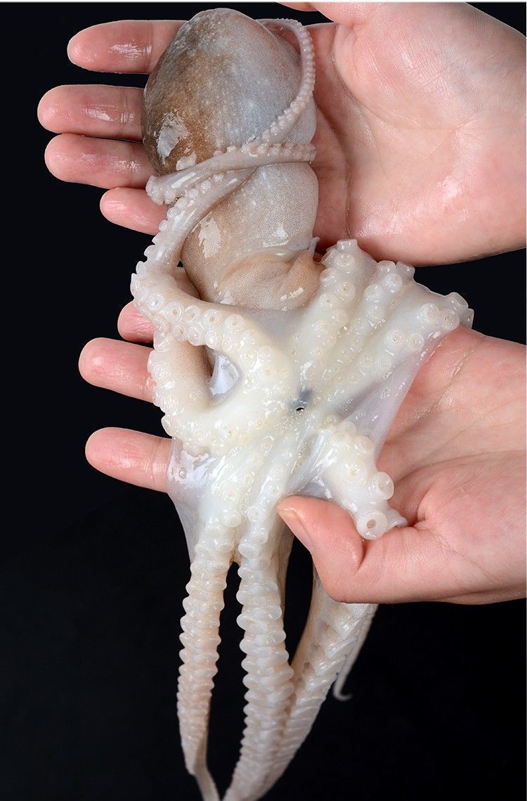 顺丰速运 【大爆头】八爪鱼鲜活海鲜鲜活水产八爪鱼生鲜长腿八爪鱼 六