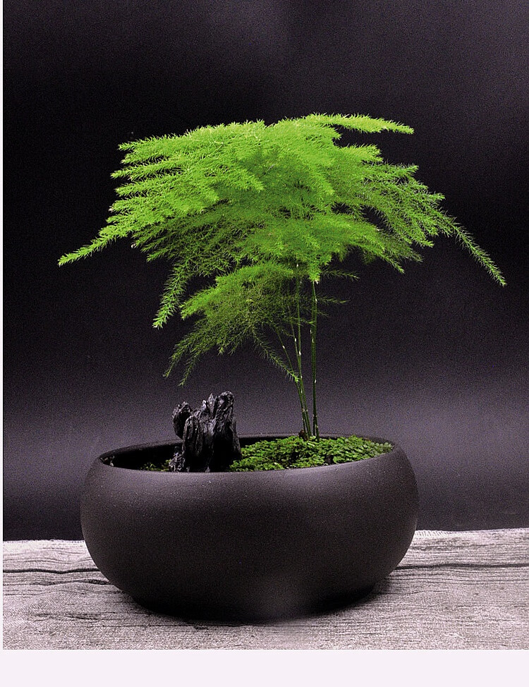 微景观苔藓微景观桌面盆栽意境植物文竹盆景家居创意紫砂盆茶桌风格