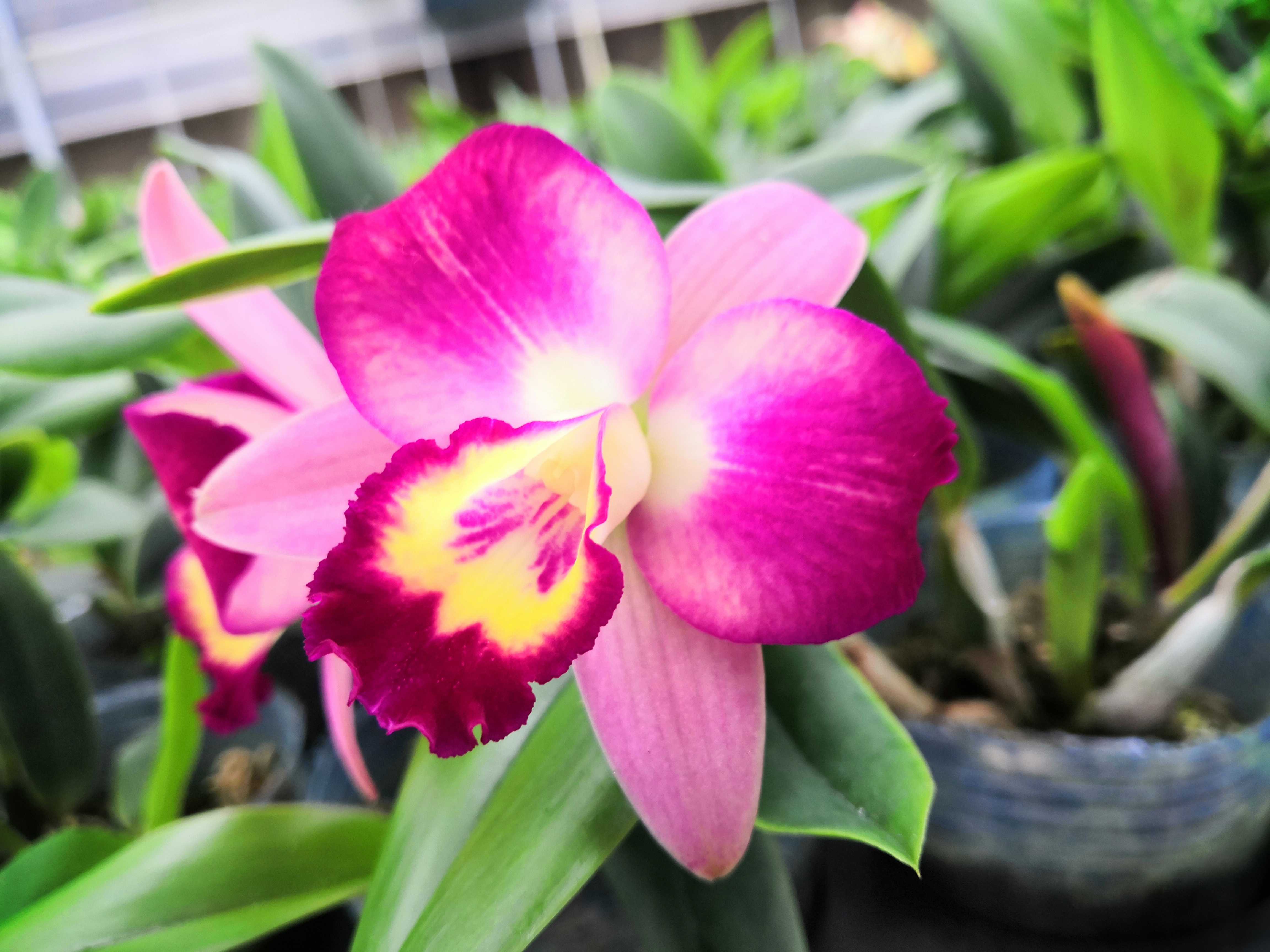 浓香型兰花卡特兰,嘉德利亚兰,红心皇后,淡香,带花苞 大部分地区88元